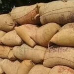 सहकारी समितियों की गलती का खामियाजा भुगत रहे किसान