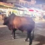 सड़कों पर आवारा पशुओं का आतंक, दुकानदारों में पनप रहा है रोष ।