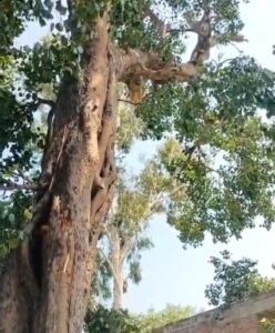 पीपल के पेड़ काटने को लेकर हुआ विवाद