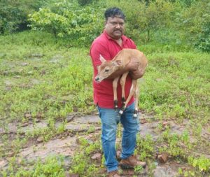 वनकर्मियों द्वारा रैपुरा में नीलगाय के बच्चे का सुरक्षित रेस्क्यू, उपचार के बाद जंगल में छोड़ा